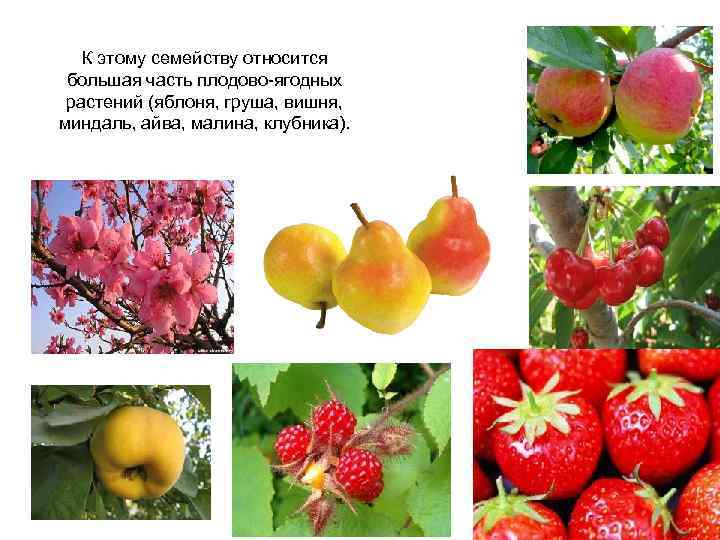 Яблоня относится к растениям. Слива семейство Розоцветные. Плодово ягодные растения семейства Розоцветные. Семейство Розоцветные клубника. К семейству Розоцветные относятся.