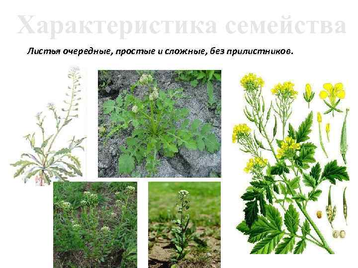 Характеристика семейства Листья очередные, простые и сложные, без прилистников. 