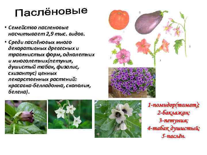  • Семейство пасленовые насчитывает 2, 9 тыс. видов. • Среди паслёновых много декоративных