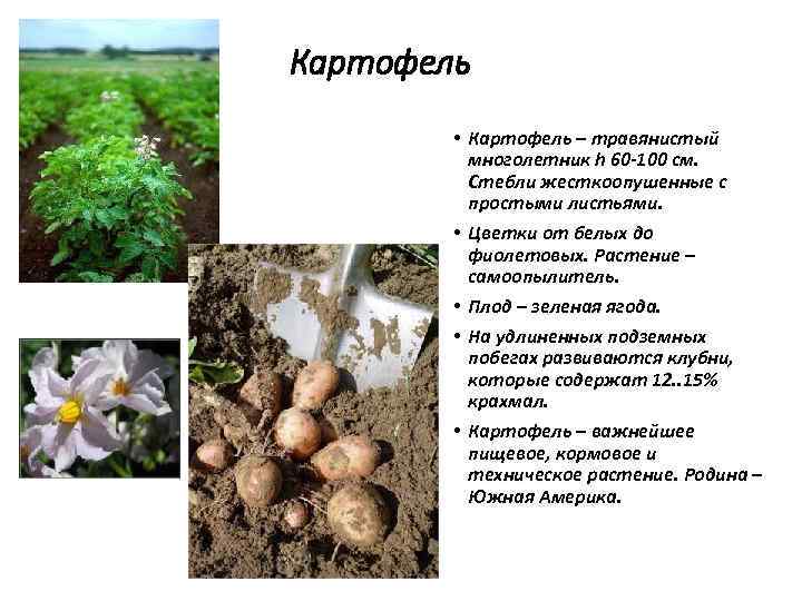 Картофель • Картофель – травянистый многолетник h 60 100 см. Стебли жесткоопушенные с простыми