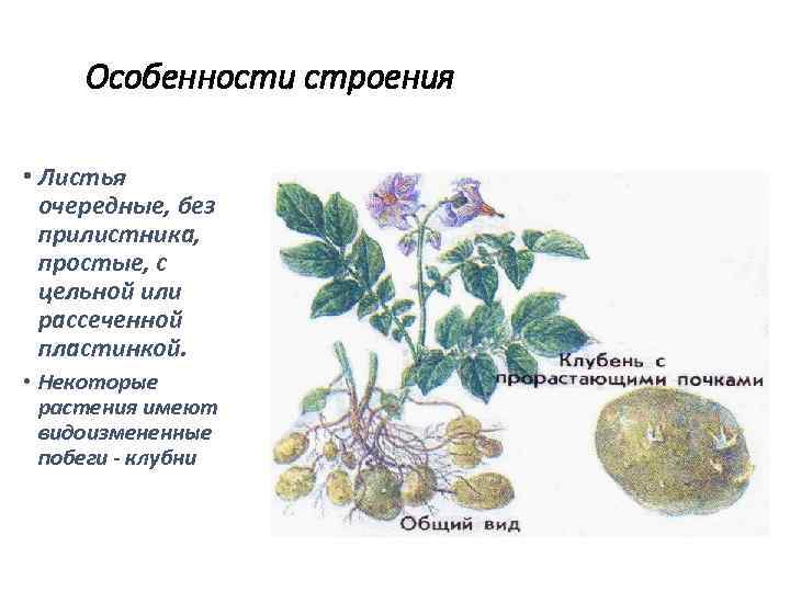 Особенности строения. Особенности строения листьев семейства Розоцветные. Особенности строения цветка семейства Розоцветные. Розоцветные особенности строения. Листья розоцветных растений.