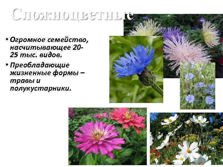  • Огромное семейство, насчитывающее 20 25 тыс. видов. • Преобладающие жизненные формы –