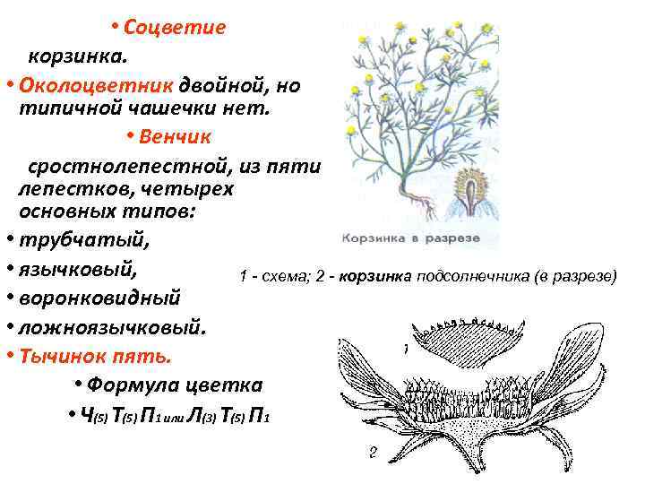 Околоцветник у розоцветных. Соцветие корзинка схема. Строение соцветия корзинка. Тип соцветия корзинка. Особенности строения соцветия корзинка.