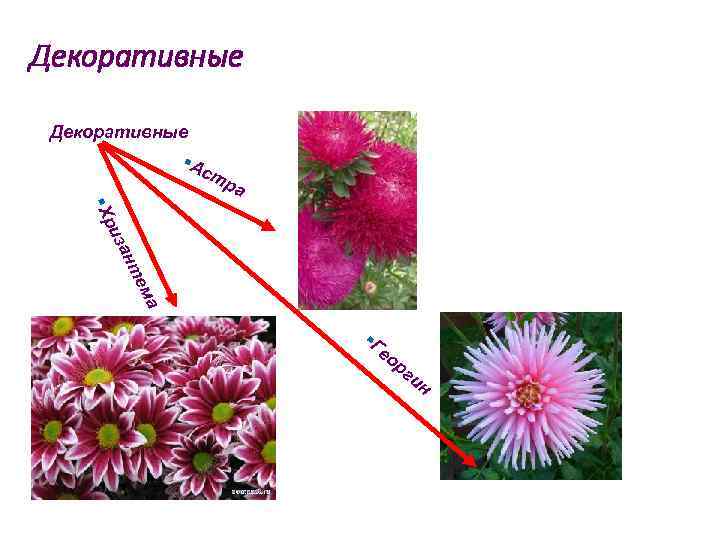 Декоративные §А ст ра зан ри §Х ма те §Г ео рг и н