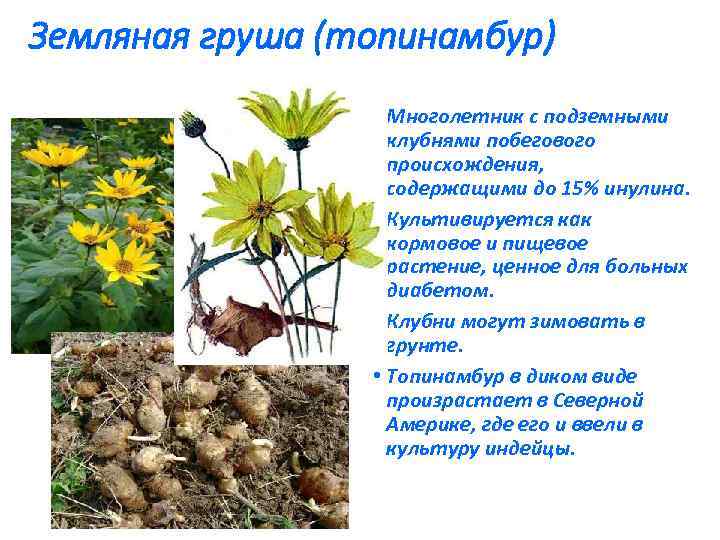 Земляная груша (топинамбур) • Многолетник с подземными клубнями побегового происхождения, содержащими до 15% инулина.