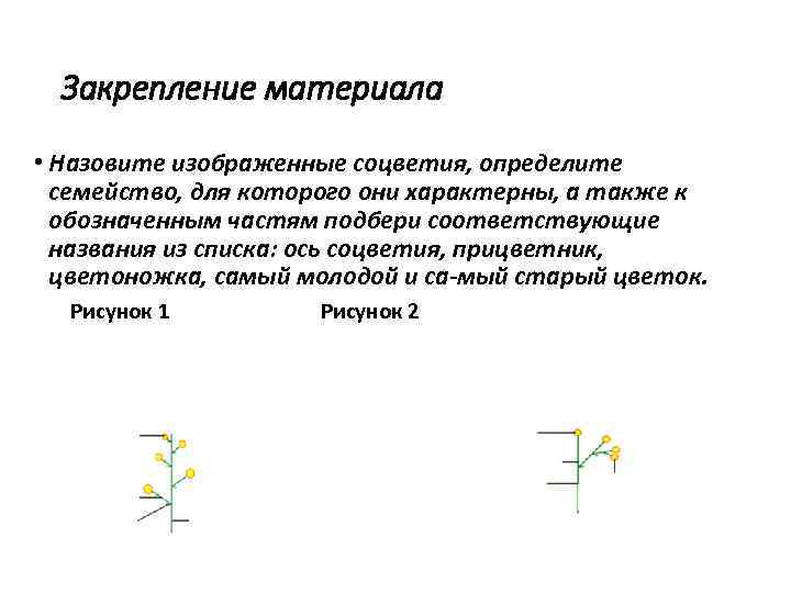 Закрепление материала • Назовите изображенные соцветия, определите семейство, для которого они характерны, а также