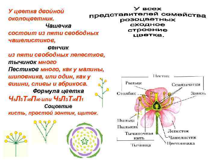 Функция венчика у цветка. Чашечка цветка состоит из 5 свободных чашелистиков. Из чего состоит венчик цветка. Околоцветник цветка.
