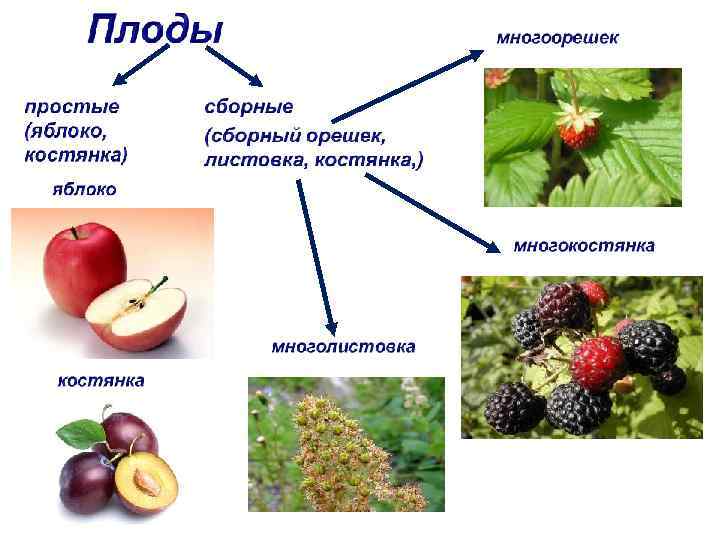 Представители семейства плоды