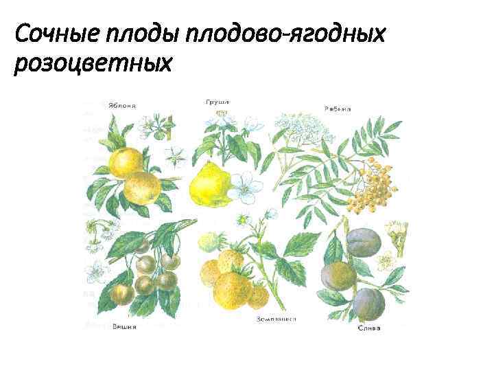 Название плода семейства розоцветных. Плоды розоцветных. Семейство розоцветных растение и плод. Розоцветные культурные растения. Розоцветные представители культурные.