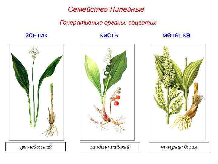 Семейство Лилейные Генеративные органы: соцветия зонтик кисть лук медвежий ландыш майский метелка чемерица белая