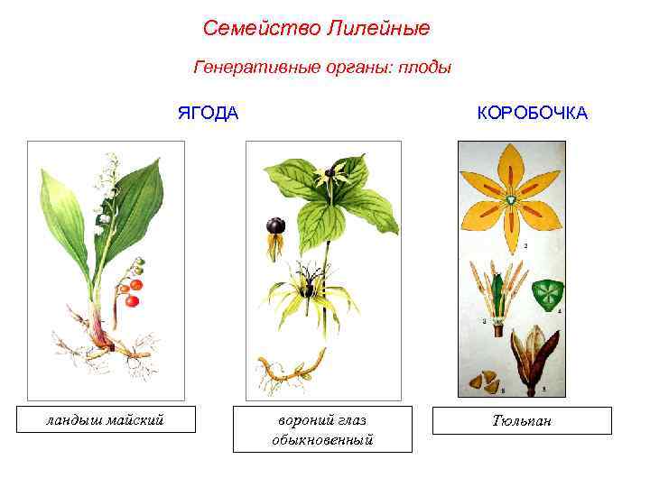 Семейство Лилейные Генеративные органы: плоды ЯГОДА ландыш майский КОРОБОЧКА вороний глаз обыкновенный Тюльпан 