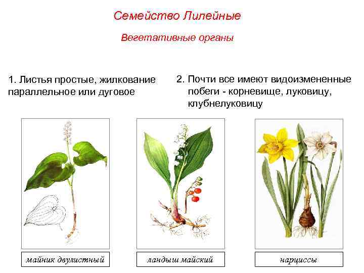Семейство Лилейные Вегетативные органы 1. Листья простые, жилкование параллельное или дуговое майник двулистный 2.
