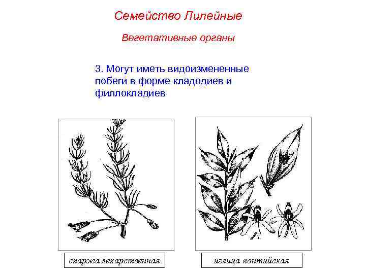 Семейство Лилейные Вегетативные органы 3. Могут иметь видоизмененные побеги в форме кладодиев и филлокладиев