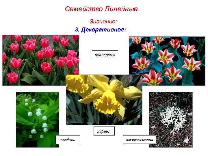 Семейство Лилейные Значение: 3. Декоративное: тюльпаны нарцисс ландыш птицемлечник 