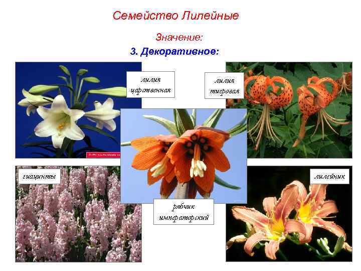 Семейство Лилейные Значение: 3. Декоративное: лилия царственная гиацинты лилия тигровая лилейник рябчик императорский 