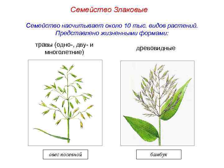 Семейство Злаковые Семейство насчитывает около 10 тыс. видов растений. Представлено жизненными формами: травы (одно-,