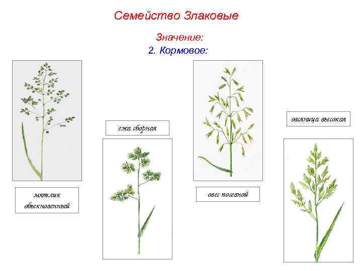 Семейство Злаковые Значение: 2. Кормовое: овсяница высокая ежа сборная мятлик обыкновенный овес посевной 