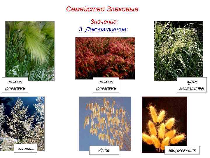 Семейство Злаковые Значение: 3. Декоративное: ячмень гривастый овсяница ячмень гривастый бриза просо метельчатое зайцехвостник