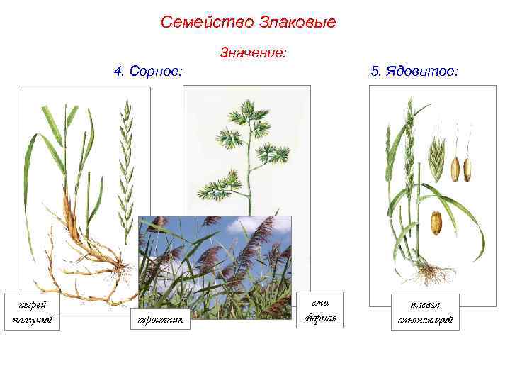 Семейство Злаковые Значение: 4. Сорное: пырей ползучий тростник 5. Ядовитое: ежа сборная плевел опьяняющий