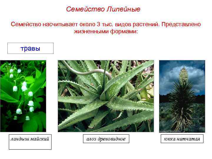 Семейство Лилейные Семейство насчитывает около 3 тыс. видов растений. Представлено жизненными формами: травы ландыш