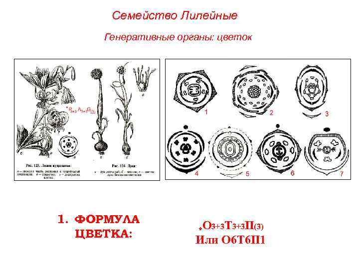 Семейство Лилейные Генеративные органы: цветок 1. ФОРМУЛА ЦВЕТКА: *О 3+3 Т 3+3 П(3) Или