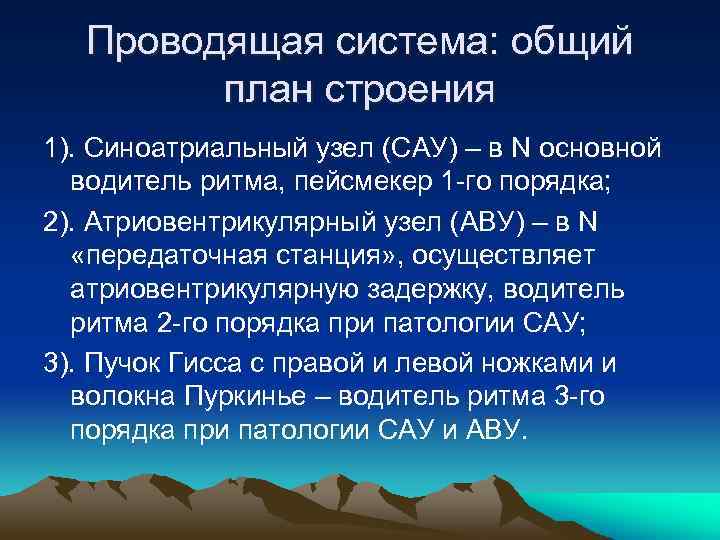 Проводящая система: общий план строения 1). Синоатриальный узел (САУ) – в N основной водитель
