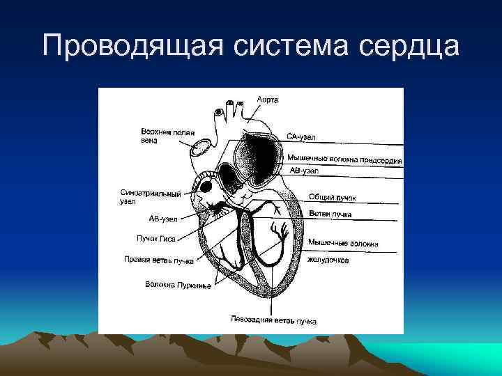 Проводящая система сердца 