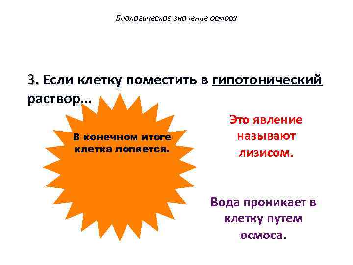 Биологическое значение осмоса 3. Если клетку поместить в гипотонический раствор… В конечном итоге клетка