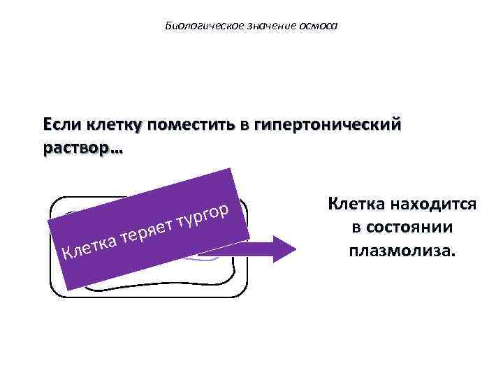 Биологическое значение осмоса Если клетку поместить в гипертонический раствор… летк К ряет а те