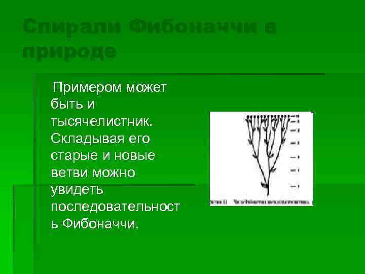 Спирали Фибоначчи в природе Примером может быть и тысячелистник. Складывая его старые и новые