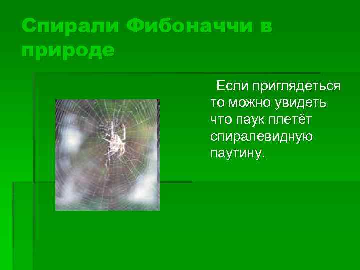 Спирали Фибоначчи в природе Если приглядеться то можно увидеть что паук плетёт спиралевидную паутину.