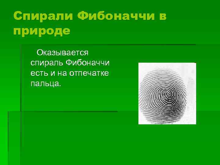 Спирали Фибоначчи в природе Оказывается спираль Фибоначчи есть и на отпечатке пальца. 