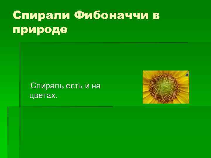Спирали Фибоначчи в природе Спираль есть и на цветах. 
