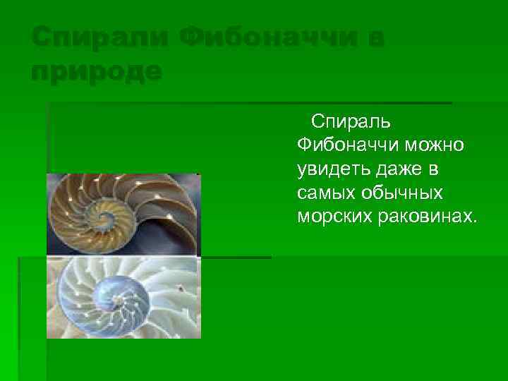 Спирали Фибоначчи в природе Спираль Фибоначчи можно увидеть даже в самых обычных морских раковинах.