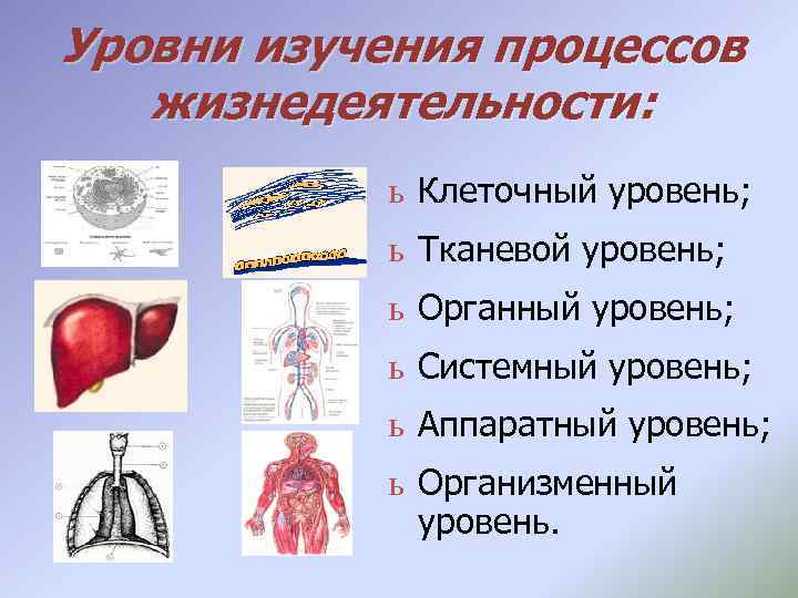 Уровни изучения процессов жизнедеятельности: ь Клеточный уровень; ь Тканевой уровень; ь Органный уровень; ь