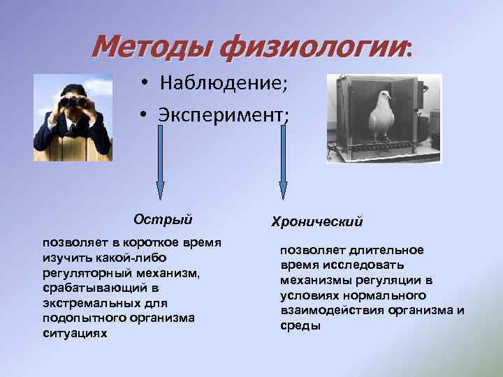 Методы физиологии: • Наблюдение; • Эксперимент; Острый позволяет в короткое время изучить какой-либо регуляторный