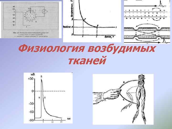 Физиология возбудимых тканей 