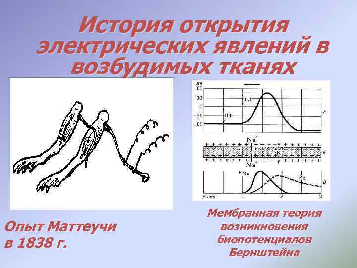 История открытия электрических явлений в возбудимых тканях Опыт Маттеучи в 1838 г. Мембранная теория