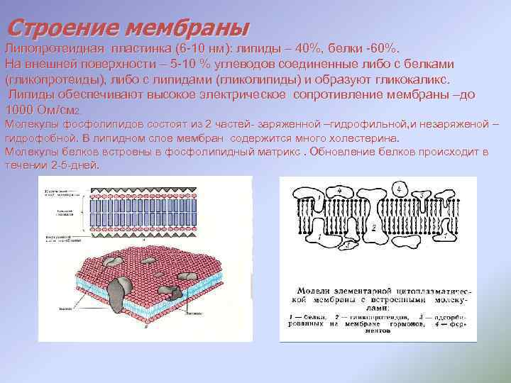 Строение мембраны Липопротеидная пластинка (6 -10 нм): липиды – 40%, белки -60%. На внешней