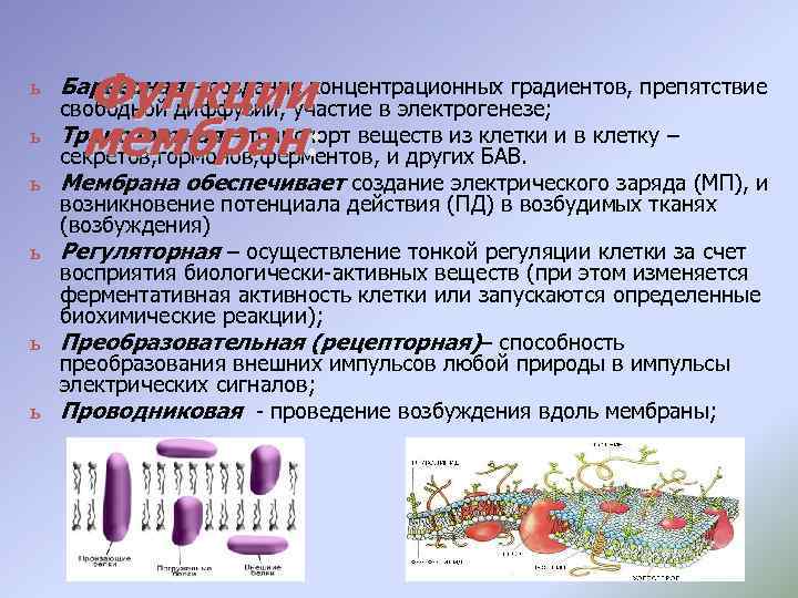 Функции мембран: ь Барьерная – создание концентрационных градиентов, препятствие свободной диффузии, участие в электрогенезе;