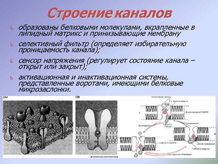 Строение каналов ь образованы белковыми молекулами, вкрапленные в липидный матрикс и принизывающие мембрану ь