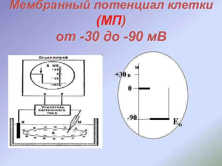 Мембранный потенциал клетки (МП) от -30 до -90 м. В м +30 в 0