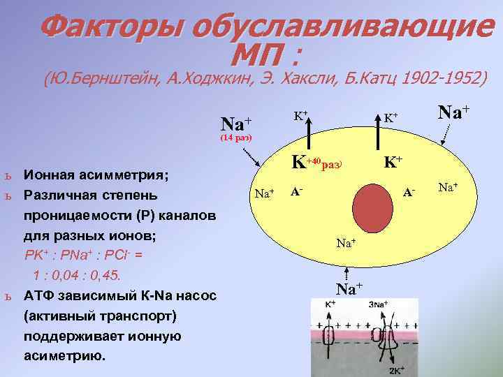 Факторы обуславливающие МП : (Ю. Бернштейн, А. Ходжкин, Э. Хаксли, Б. Катц 1902 -1952)