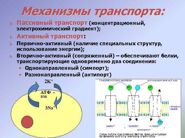 Механизмы транспорта: ь Пассивный транспорт (концентрационный, электрохимический градиент); ь Активный транспорт: ь Первично-активный (наличие