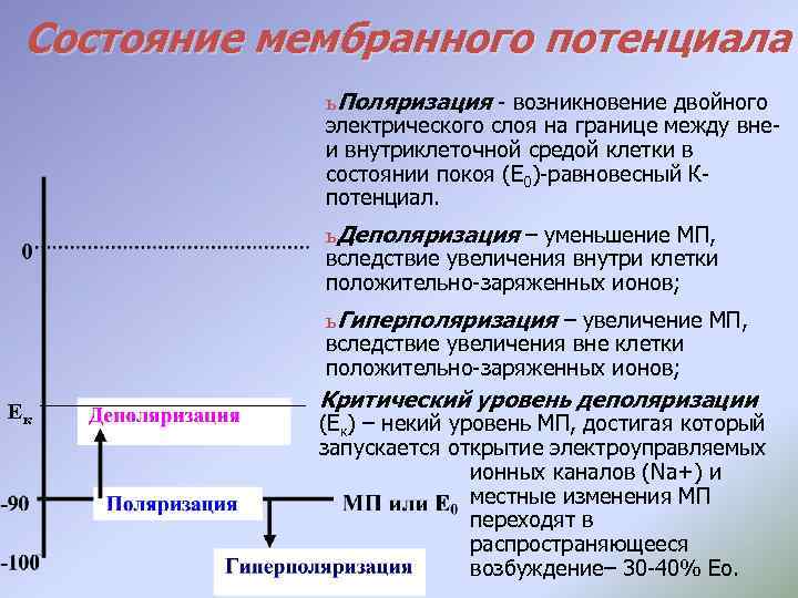 Состояние мембранного потенциала ь Поляризация - возникновение двойного электрического слоя на границе между внеи