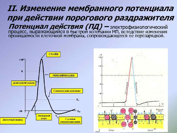 II. Изменение мембранного потенциала при действии порогового раздражителя Потенциал действия (ПД) – электрофизиологический процесс,