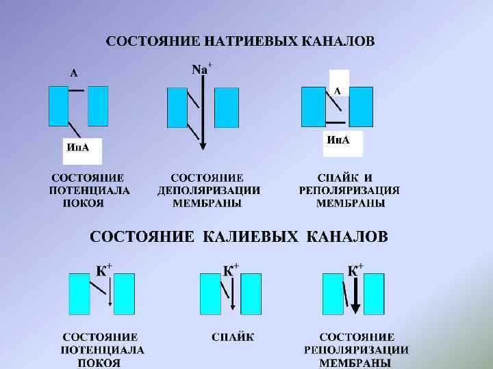 Укажите состояние. Ворота натриевых каналов. Состояние натриевых каналов. Натриевые и калиевые каналы физиология. Натриевые и калиевые ворота.