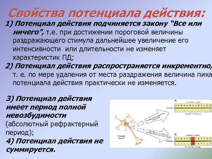 Свойства потенциала действия: 1) Потенциал действия подчиняется закону “Все или ничего”, т. е. при