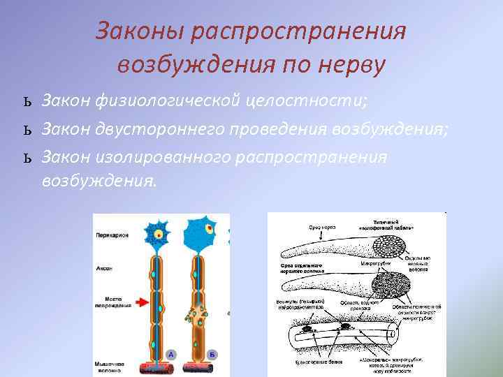 Законы распространения возбуждения по нерву ь Закон физиологической целостности; ь Закон двустороннего проведения возбуждения;