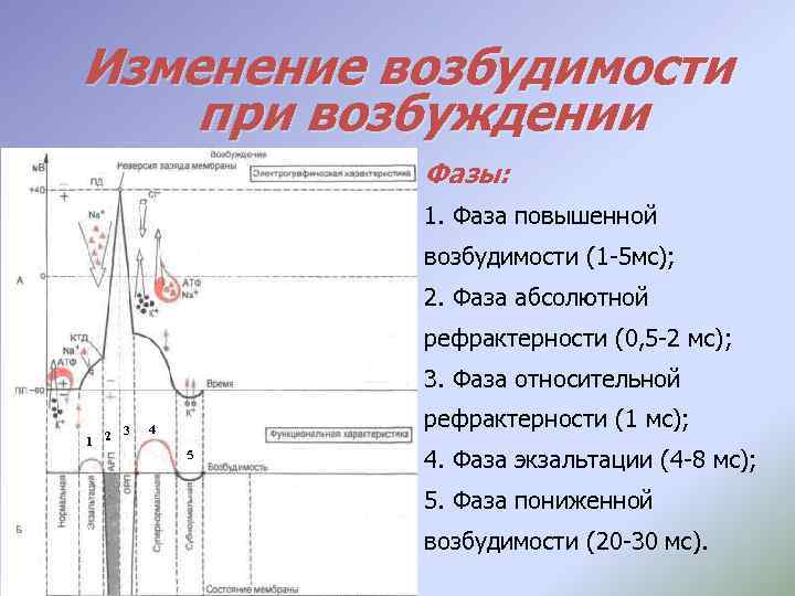 Изменение возбудимости при возбуждении Фазы: 1. Фаза повышенной возбудимости (1 -5 мс); 2. Фаза